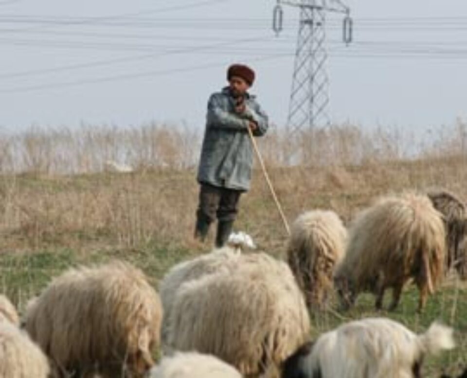 Balta Boilor, fără număr, pe imaș, viitoarea adresă a unei stâne