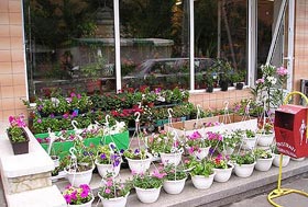 Din presa de altadata