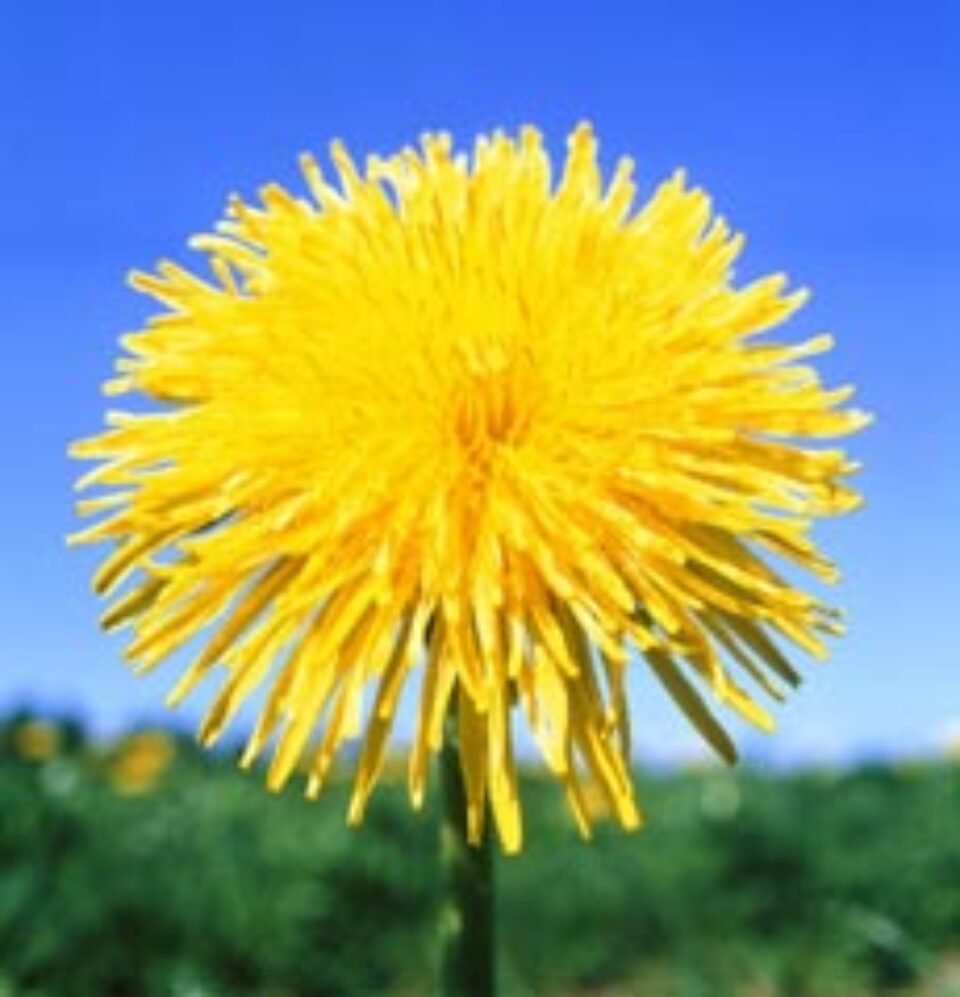 Păpădia, plantă de leac în afecțiuni hepatice și biliare