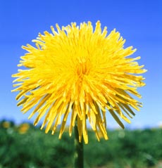 Păpădia, plantă de leac în afecțiuni hepatice și biliare