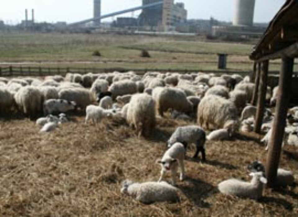 Stânele pot funcționa în baza unei declarații pe proprie răspundere