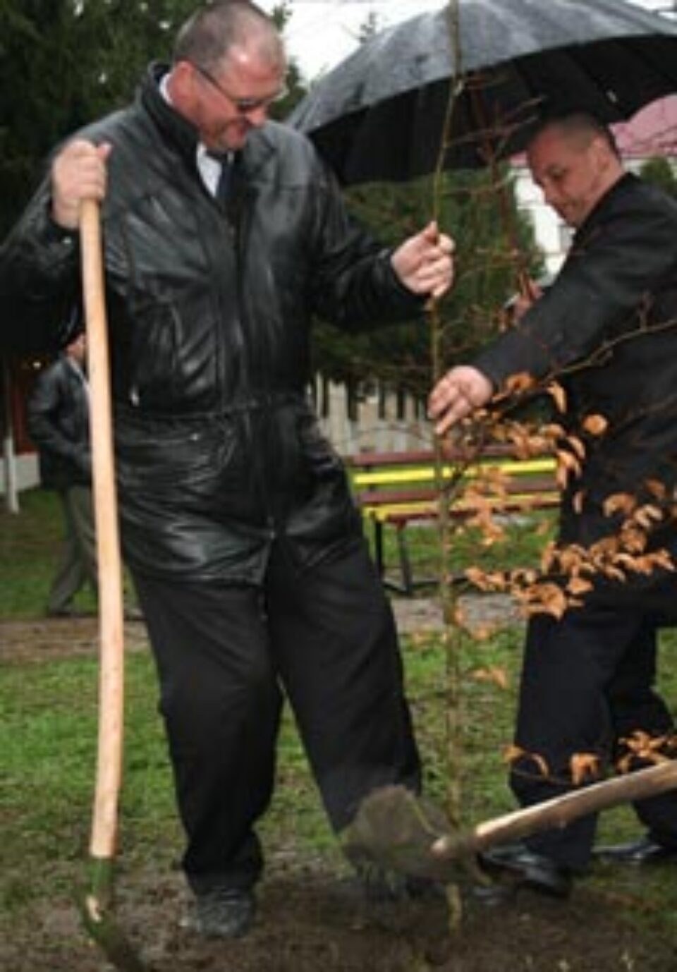 Onofrei a plantat un fag în „Piața Steagurilor”