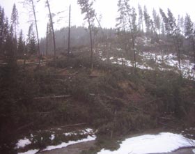 20.000 de hectare de pădure, doborâte de vânt și zăpadă