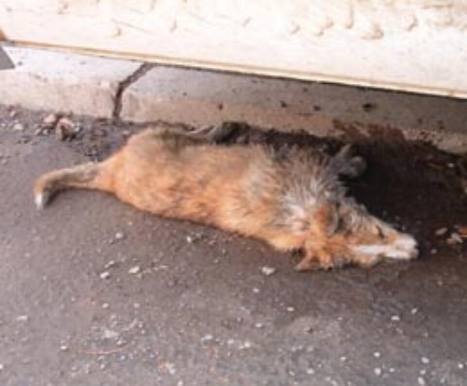 Câine otrăvit în zona centrală a Sucevei Câine otrăvit în zona centrală a Sucevei