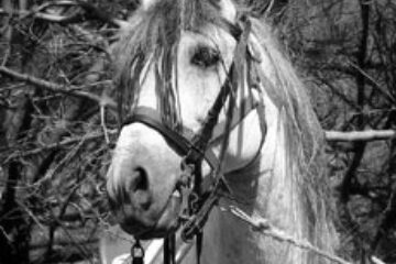 Din presa de altadata