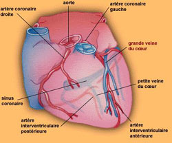 Terapii promițătoare cu celule sușă pentru repararea inimii