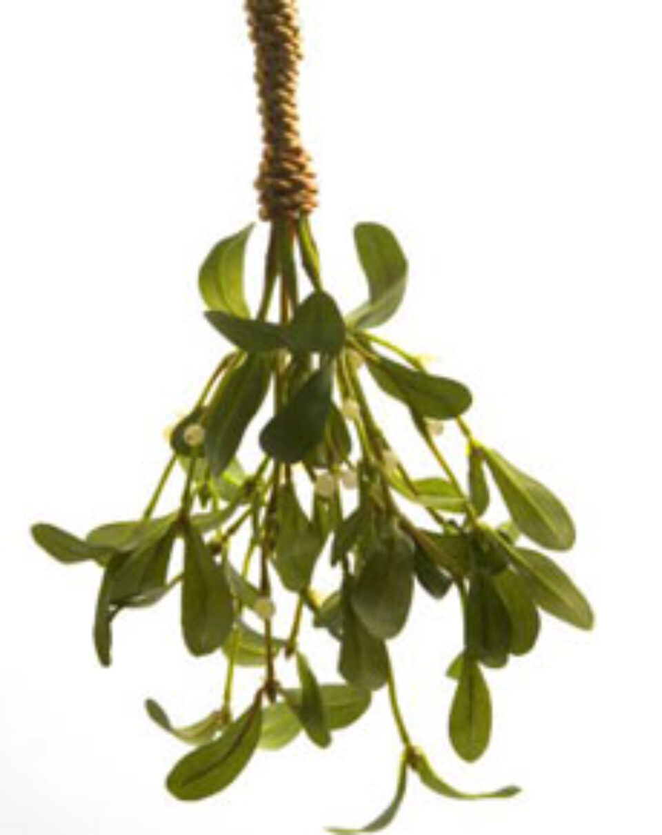 Păducel, talpa gâștei și frunze de vâsc pentru hipertensiune