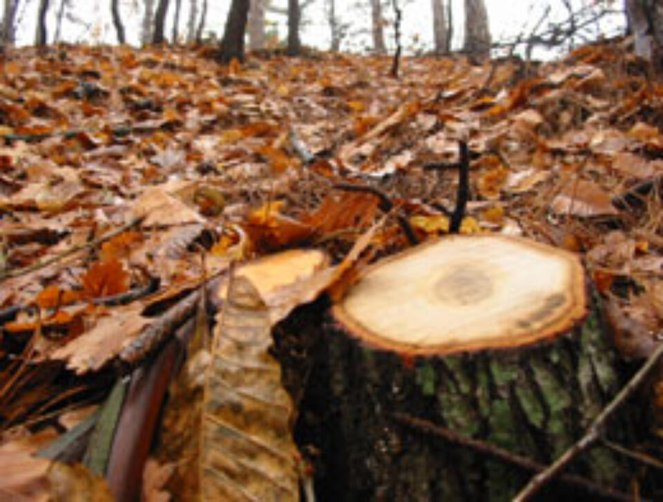 Defrișări masive în pădurile din județ