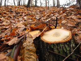 Defrișări masive în pădurile din județ