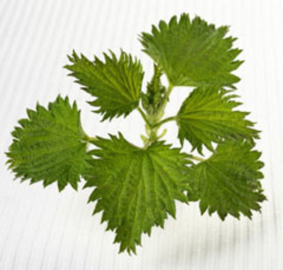 Urzica moartă albă, plantă medicinală