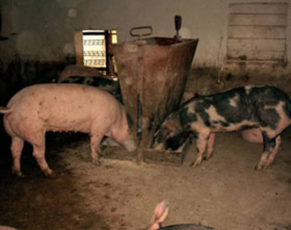 Porcii din gospodării ar putea fi vânduți pe piața județeană