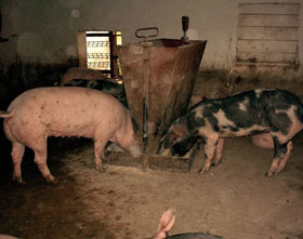 Porcii din gospodării ar putea fi vânduți pe piața județeană