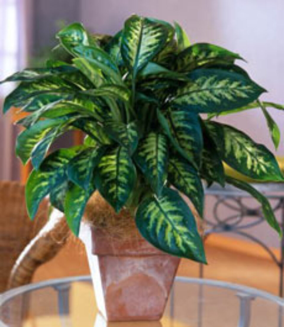 Dieffenbachia, o plantă ce trebuie îngrijită cu atenție