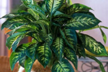 Dieffenbachia, o plantă ce trebuie îngrijită cu atenție