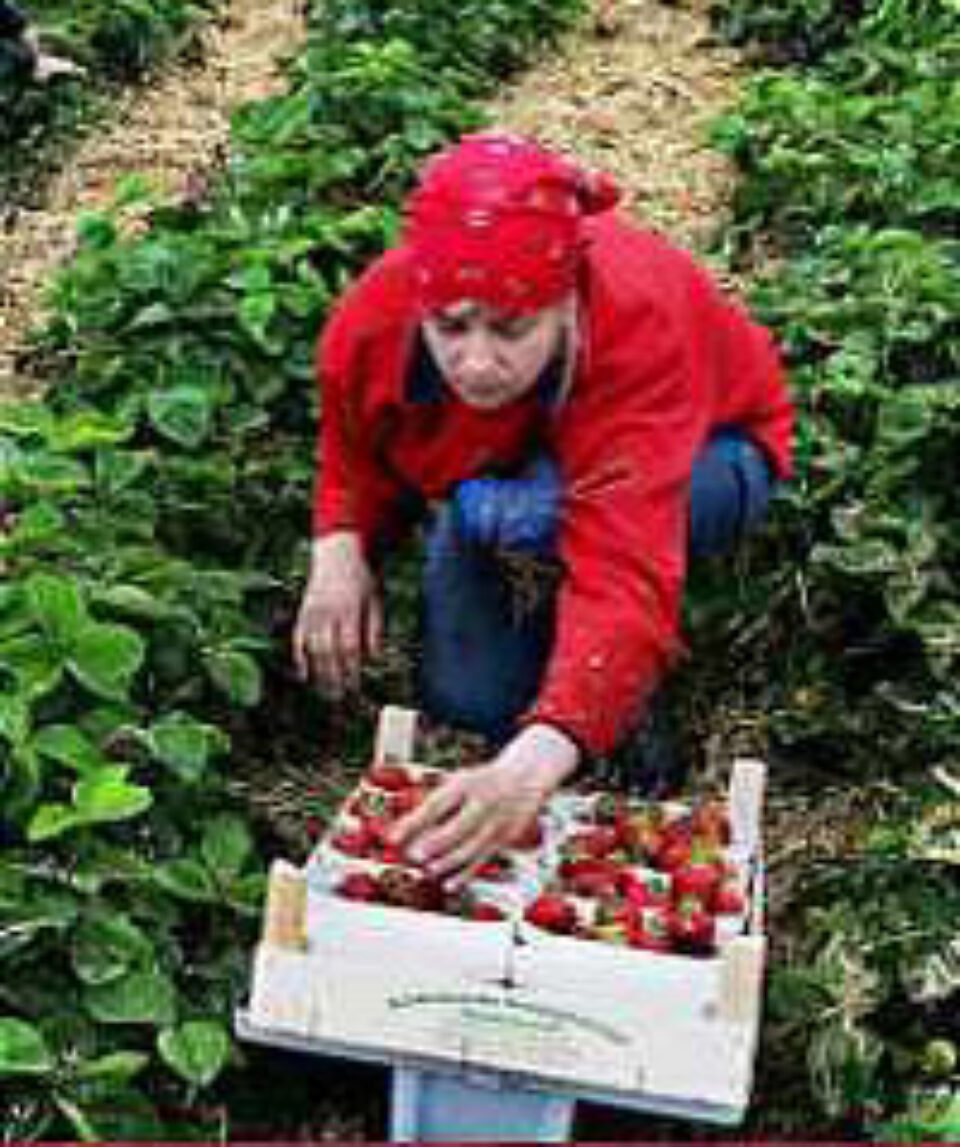 Români care vor să lucreze în Danemarca au nevoie de permis de muncă și ședere Români care vor să lucreze în Danemarca au nevoie de permis de muncă și ședere