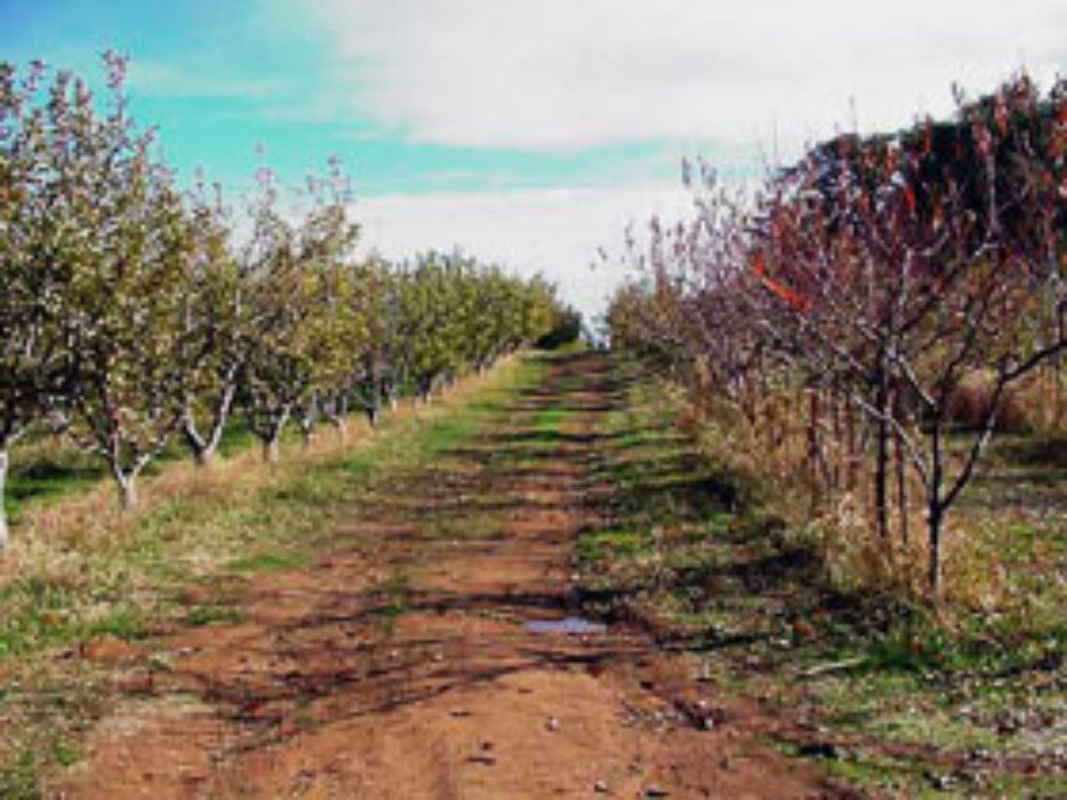 Mărul, singurul fruct din livada de la Fălticeni scăpat de îngheț