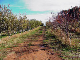 Mărul, singurul fruct din livada de la Fălticeni scăpat de îngheț