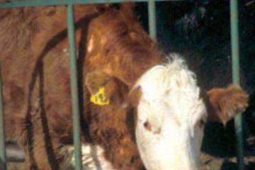 Cursuri gratuite privind protecția mediului în practicarea agriculturii