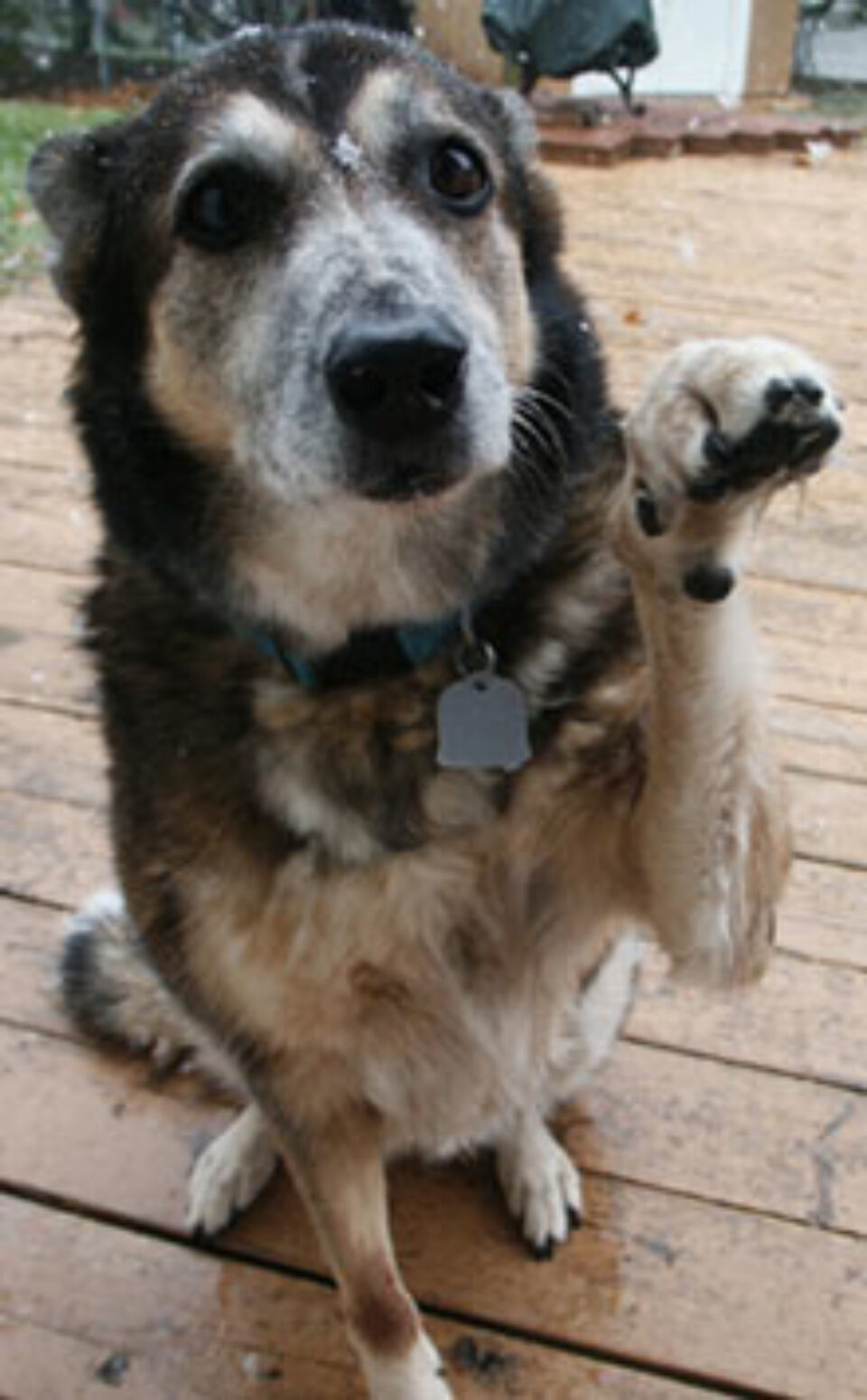 Câini hrăniți ca să nu-și mai facă nevoile Câini hrăniți ca să nu-și mai facă nevoile