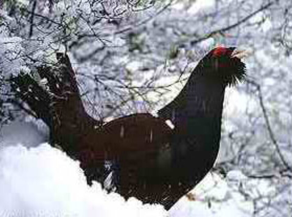 Zeci de vânători străini atrași de vânătoarea cocoșului de munte