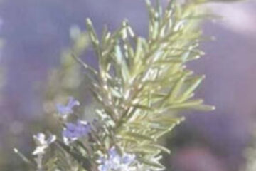 Din presa de altadata