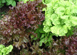 Din presa de altadata