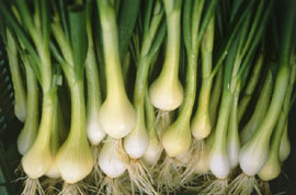 Ceapa verde înlătură dereglările hormonale