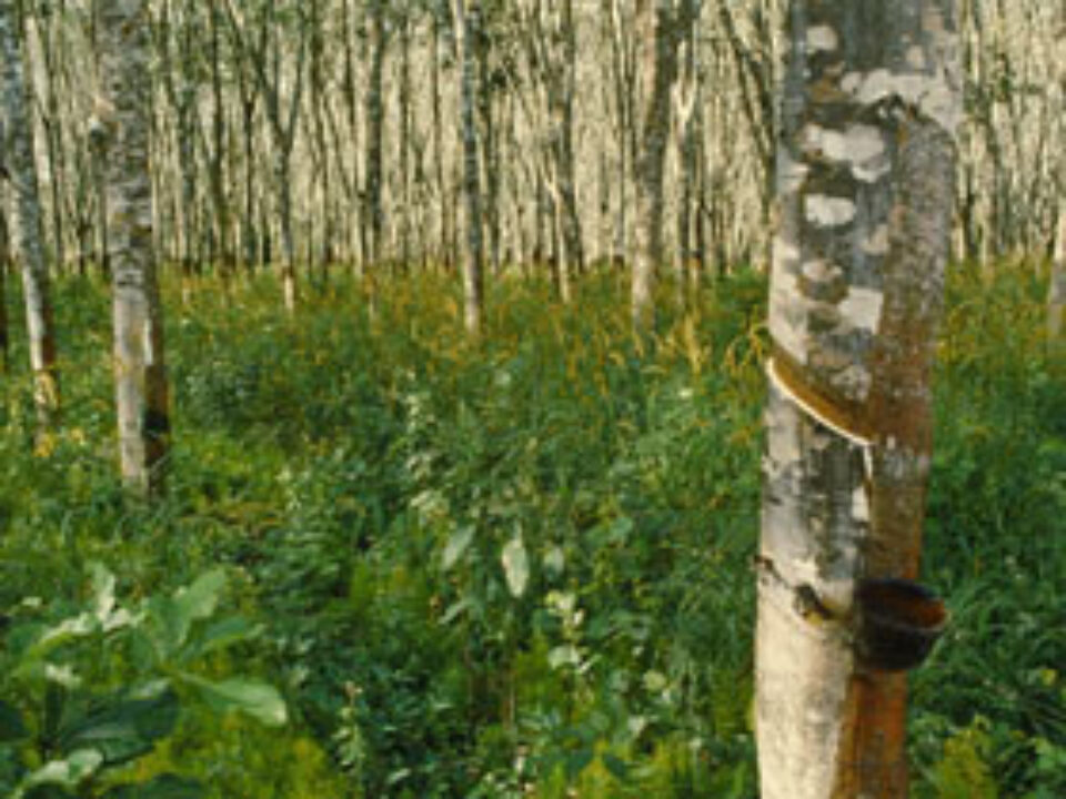 Cura cu sevă de mesteacăn