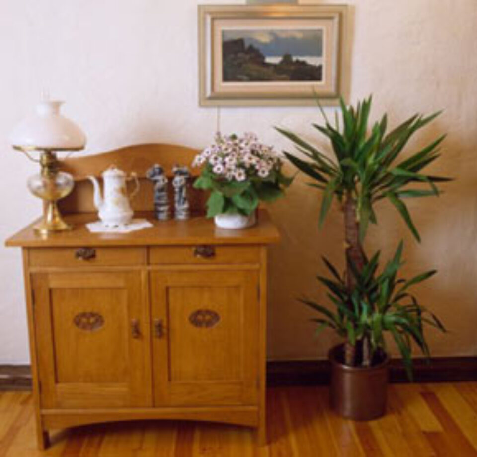 Yucca, o plantă impunătoare