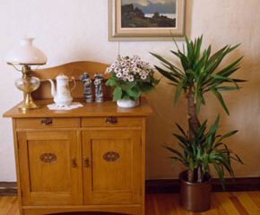 Yucca, o plantă impunătoare