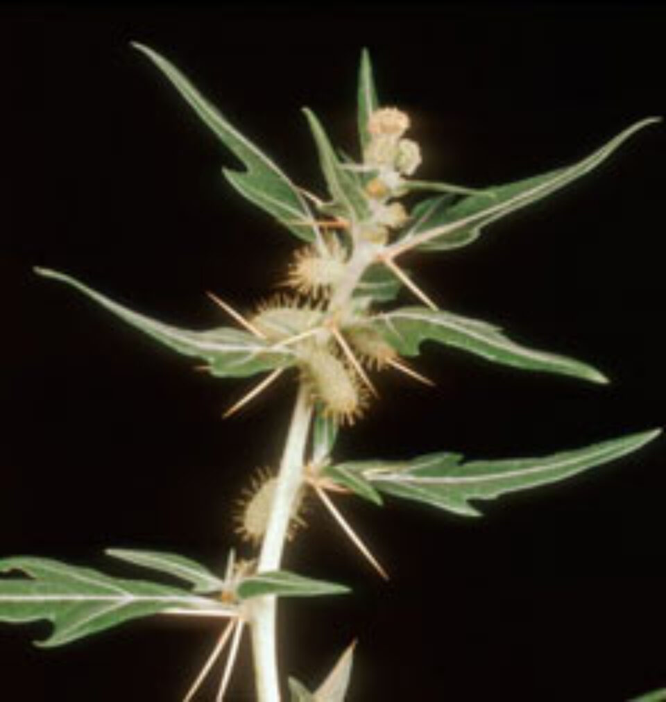 Tratamentul naturist al prostatitei și adenomului de prostată