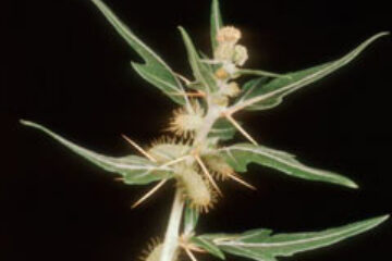 Tratamentul naturist al prostatitei și adenomului de prostată