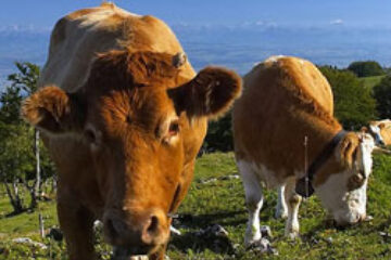 Vacile ajută mediul