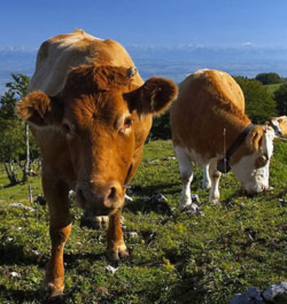 Vacile ajută mediul