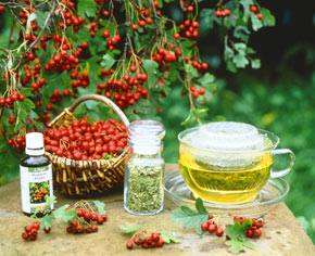 Înlăturarea hipertensiunii arteriale cu flori de păducel