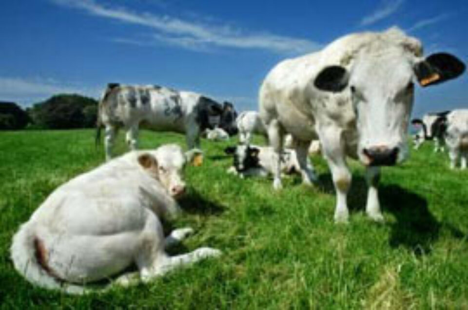 Crescătorii de vaci încep bătălia cu cota de lapte