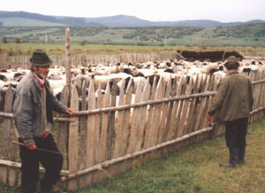 Ciobanii cu stâne înregistrate pot să vândă caș restaurantelor