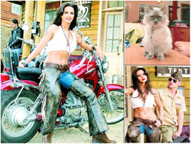 În numele motanului În numele motanului