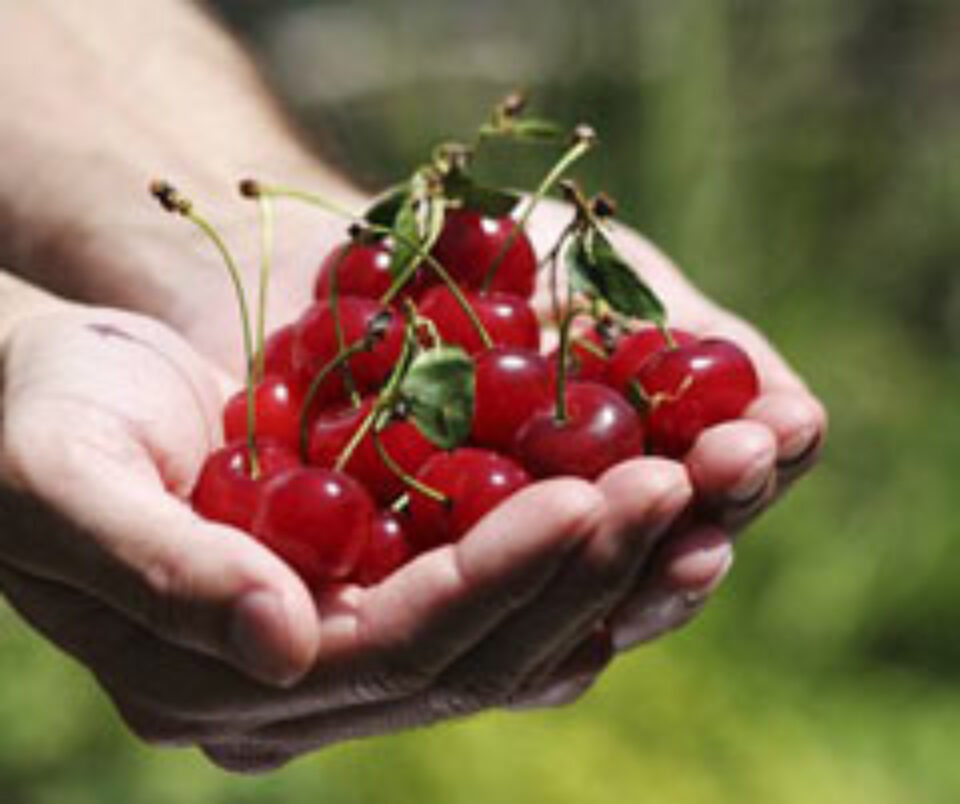 Vișinele acre oferă avantaje sistemului cardiac