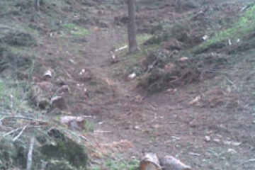 10 hectare din pădurile Arhiepiscopiei, defrișate sub ochii paznicilor