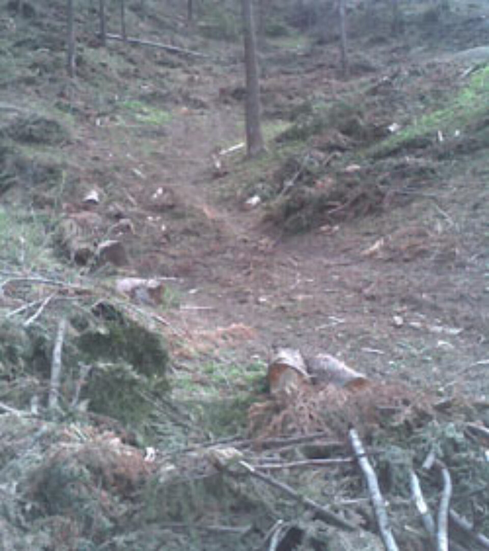 10 hectare din pădurile Arhiepiscopiei, defrișate sub ochii paznicilor