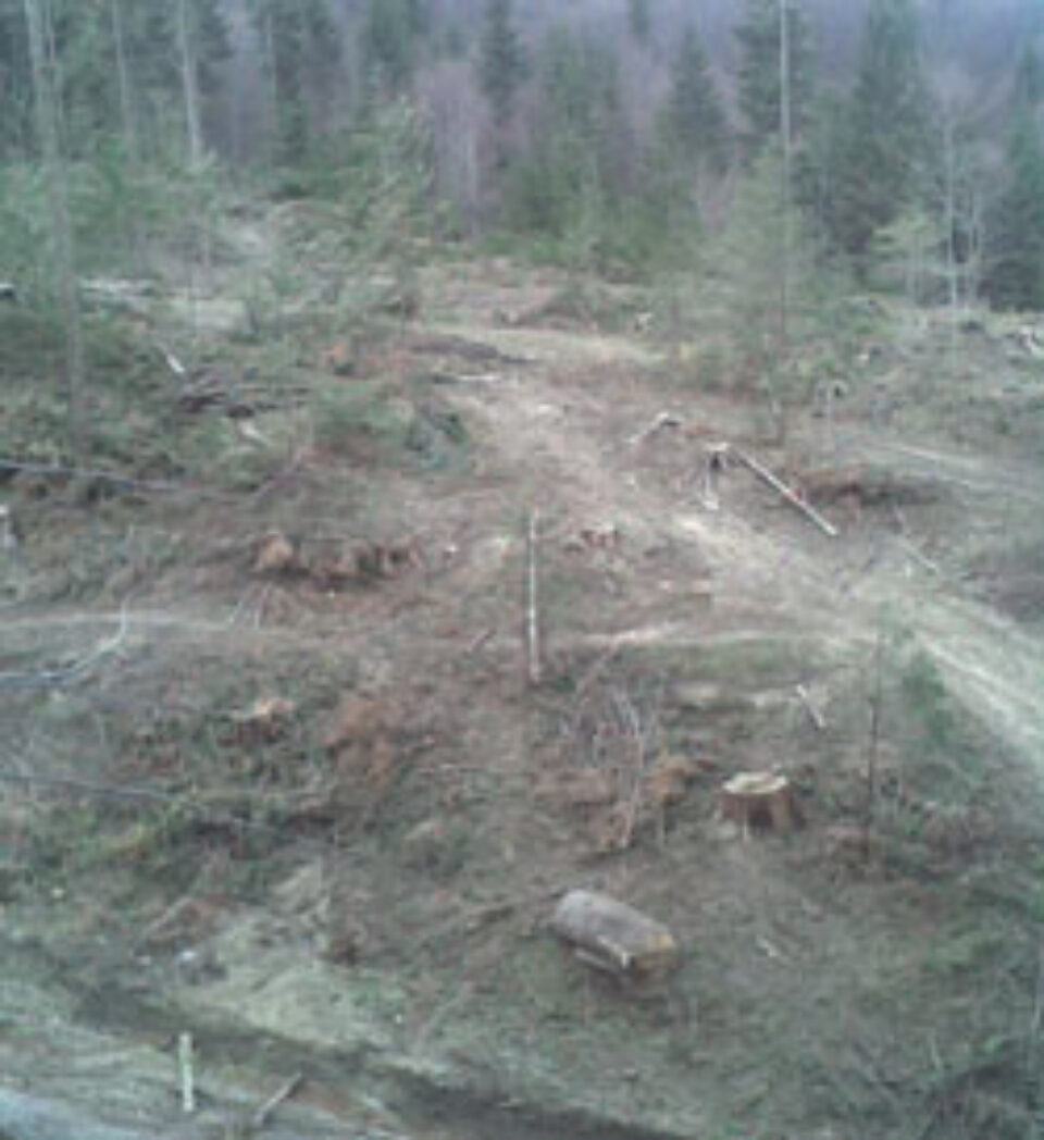 10 hectare din pădurile Arhiepiscopiei, defrișate sub ochii paznicilor