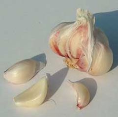 Usturoiul (Allium sativum)