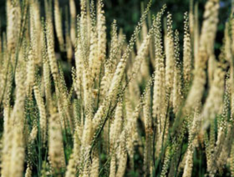 O plantă medicinală luptă împotriva cancerului la sân O plantă medicinală luptă împotriva cancerului la sân