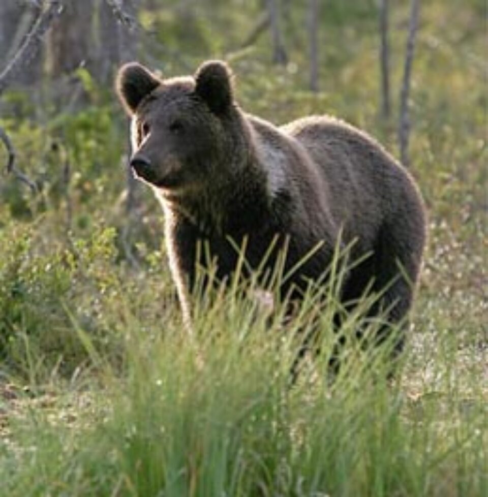 Din presa de altadata Din presa de altadata