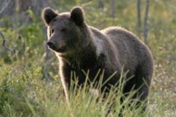 Din presa de altadata