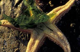 Algele marine și sănătatea