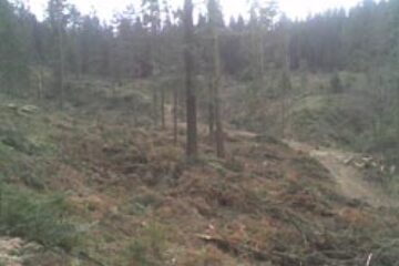 Defrișare de miliarde de lei vechi, pusă la cale de pădurar și patronul de gater