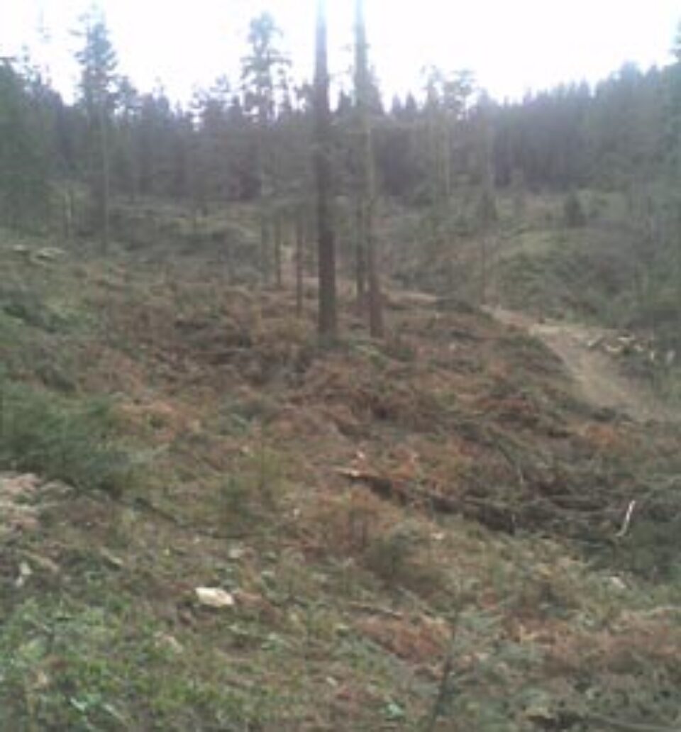 Defrișare de miliarde de lei vechi, pusă la cale de pădurar și patronul de gater Defrișare de miliarde de lei vechi, pusă la cale de pădurar și patronul de gater