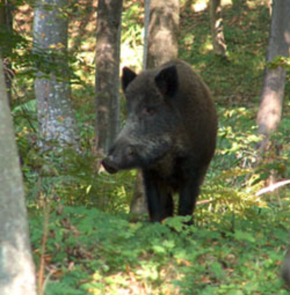 Cel mai bun an de vânătoare al Direcției Silvice Suceava Cel mai bun an de vânătoare al Direcției Silvice Suceava